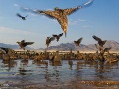 Tapeta National Geographic 288.jpg
